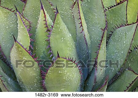 Agave plant View Large Photo Image Stock Photo - Agave plant. Fotosearch