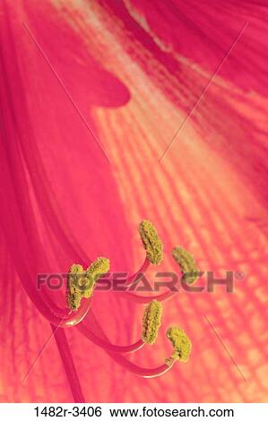 Amaryllus Bloom View Large Photo Image Stock Photograph - Amaryllus Bloom. Fotosearch