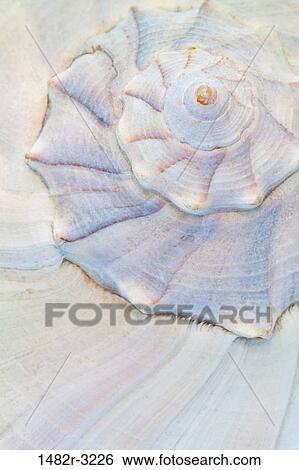Close up of Sea Shell View Large Photo Image Stock Photograph - Close up of Sea Shell. Fotosearch