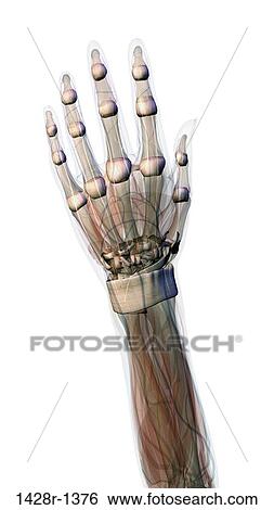 Connective tissue of female hand and wrist anatomy, Female hand and wrist anatomy, back, posterior view, Full color on white background View Large Photo Image Stock Photograph - Connective tissue of female hand and wrist anatomy, Female hand and wrist anatomy, back, posterior view, Full color on white background. Fotosearch