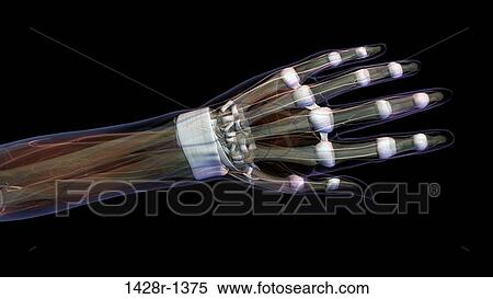 Stock Photography - Connective tissue of female hand and wrist anatomy, Female hand and wrist anatomy, back, posterior view, Full color on black background. Fotosearch