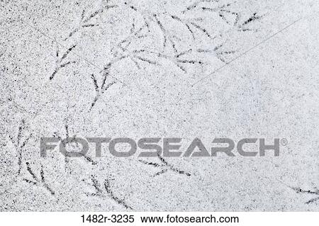 Stock Photography - Detail of bird tracks in snow. Fotosearch