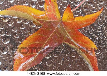 Fall leaf and water drops View Large Photo Image Stock Photo - Fall leaf and water drops. Fotosearch
