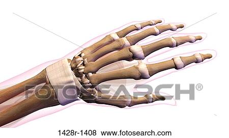 Female Bones Of Hand Wrist Thumb And Fingers Anatomy Back Posterior View Full Color On White Background Stock Photo 1428r 1408 Fotosearch