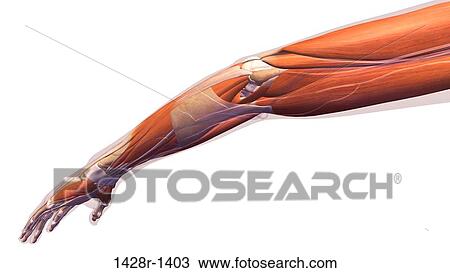 Female elbow and forearm muscular anatomy, back, posterior view. Full color 3D illustration on ...
