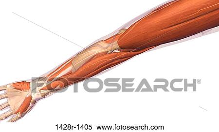 Female elbow and forearm muscular anatomy, back, posterior view. Full color 3D illustration on white background View Large Photo Image Stock Photography - Female elbow and forearm muscular anatomy, back, posterior view. Full color 3D illustration on white background. Fotosearch
