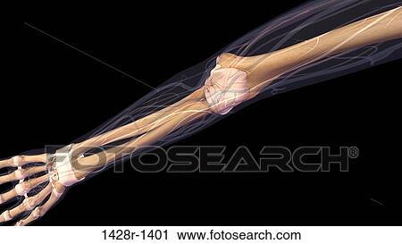 Female elbow and forearm skeletal anatomy, inside, anterior view. Full color 3D illustration on black background View Large Photo Image Stock Image - Female elbow and forearm skeletal anatomy, inside, anterior view. Full color 3D illustration on black background. Fotosearch