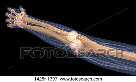 Stock Photo - Female elbow and forearm skeletal anatomy, back, posterior view. Full color 3D illustration on black background. Fotosearch