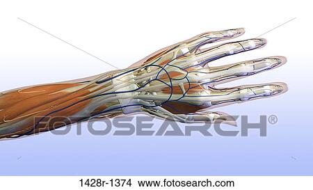 Picture - Female hand and wrist anatomy, back, posterior view, Full color on light blue gradient background. Fotosearch