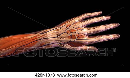 Stock Image - Female hand and wrist anatomy, back, posterior view, Full color on black background. Fotosearch