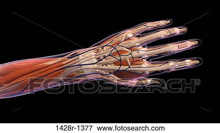 Stock Photo - Female hand and wrist anatomy, back, posterior view, Xray outlined skin, Full color on black background. Fotosearch