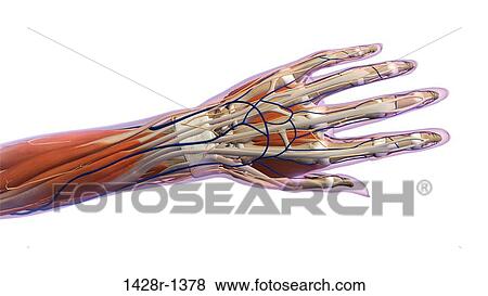 Female hand and wrist anatomy, back, posterior view, Xray outlined skin, Xray outlined skin, Full color on white background View Large Photo Image Stock Photo - Female hand and wrist anatomy, back, posterior view, Xray outlined skin, Xray outlined skin, Full color on white background. Fotosearch