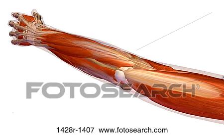 Female hand and wrist anatomy, back, posterior view. X-Ray outlined skin. X-Ray outlined skin. Full color on white background View Large Photo Image Stock Photo - Female hand and wrist anatomy, back, posterior view. X-Ray outlined skin. X-Ray outlined skin. Full color on white background. Fotosearch
