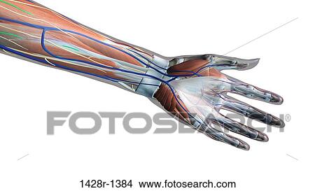 Picture - Female palm and wrist, anterior view, Xray skin, detailed anatomy, full color on white background. Fotosearch