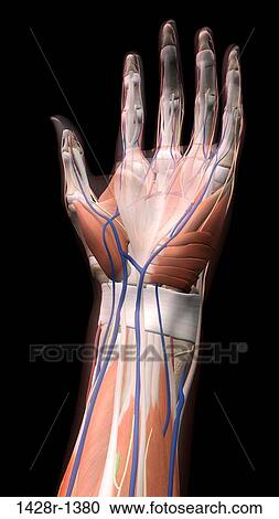 Stock Image - Female palm and wrist, anterior view, Close up, detailed anatomy, full color on black background. Fotosearch