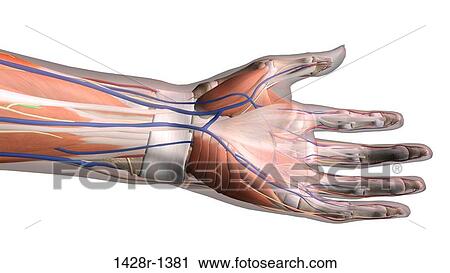 Female palm and wrist, anterior view, Close up, detailed anatomy, full color on white background View Large Photo Image Stock Image - Female palm and wrist, anterior view, Close up, detailed anatomy, full color on white background. Fotosearch