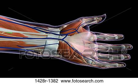 Stock Image - Female palm and wrist, anterior view, Close up, xray skin, detailed anatomy, full color on black background. Fotosearch