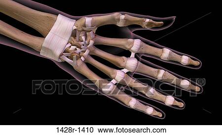 Stock Image - Female palm and wrist, anterior view. Close up, detailed anatomy, full color 3D illustration on black background. Fotosearch