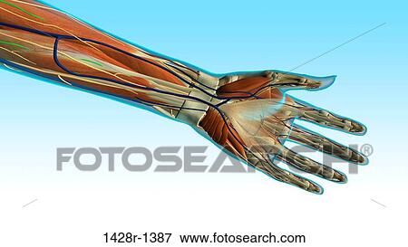 Female palm and wrist, anterior view, xray skin, detailed anatomy, full color on light blue background View Large Photo Image Stock Photo - Female palm and wrist, anterior view, xray skin, detailed anatomy, full color on light blue background. Fotosearch