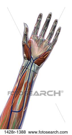 Stock Photo - Female palm and wrist, anterior view. xray skin, detailed anatomy, full color on white background. Fotosearch