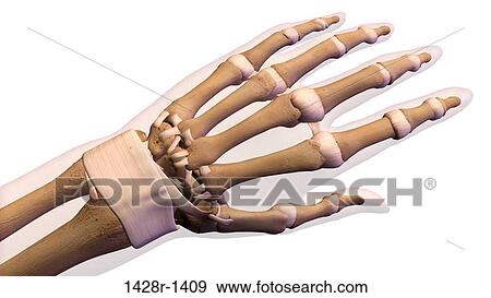Female palm and wrist, anterior view. Close up, detailed anatomy, full color 3D illustration on white background View Large Photo Image Stock Photo - Female palm and wrist, anterior view. Close up, detailed anatomy, full color 3D illustration on white background. Fotosearch