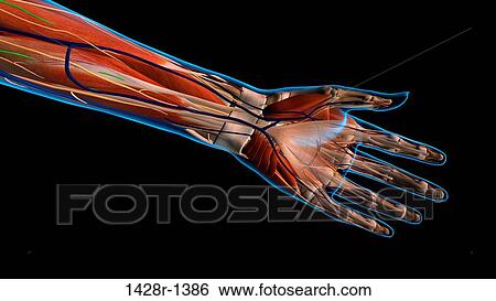 Female palm and wrist, anterior view, xray skin, detailed anatomy, full color on black background View Large Photo Image Stock Photograph - Female palm and wrist, anterior view, xray skin, detailed anatomy, full color on black background. Fotosearch