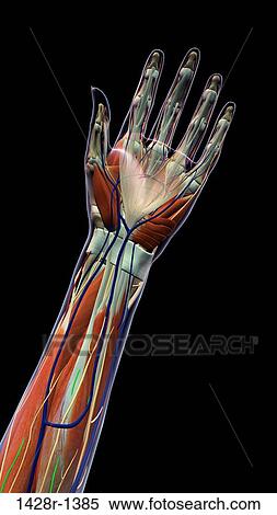 Female palm and wrist, anterior view, xray skin, detailed anatomy, full color on black background View Large Photo Image Stock Photography - Female palm and wrist, anterior view, xray skin, detailed anatomy, full color on black background. Fotosearch