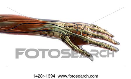Picture - Female thumb, fingers and wrist anatomy, back, posterior view, xray skin, full color on white background. Fotosearch
