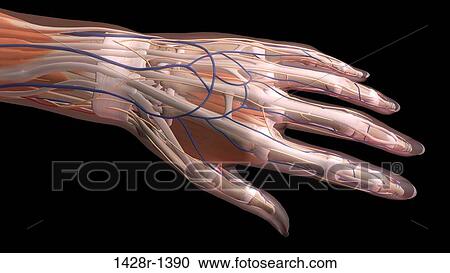 Stock Image - Female thumb, fingers and wrist anatomy, back, posterior detailed view, full color on black background. Fotosearch