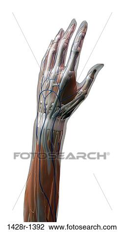 Female thumb, fingers and wrist anatomy, back, posterior view, full color on white background View Large Photo Image Stock Image - Female thumb, fingers and wrist anatomy, back, posterior view, full color on white background. Fotosearch