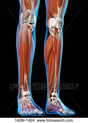 Picture - Front View of Female legs and feet muscles anatomy in blue X-Ray outline. Full Color 3D computer generated illustration on Black Background. Fotosearch