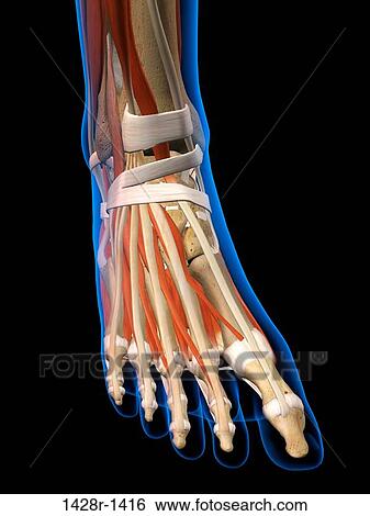 Front View X-Ray of female ankle and foot bones, muscles and ligaments. Full Color 3D computer generated illustration on Black Background View Large Photo Image Stock Photograph - Front View X-Ray of female ankle and foot bones, muscles and ligaments. Full Color 3D computer generated illustration on Black Background. Fotosearch