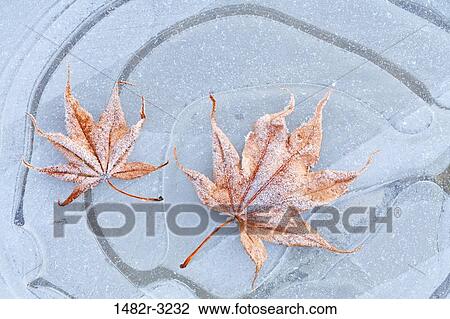Stock Image - Frosty leaf on ice. Fotosearch