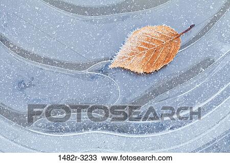 Stock Image - Frosty leaf on ice. Fotosearch