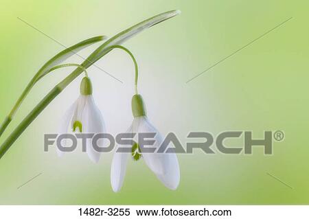 Galanthus - Snowdrop View Large Photo Image Stock Photography - Galanthus - Snowdrop. Fotosearch