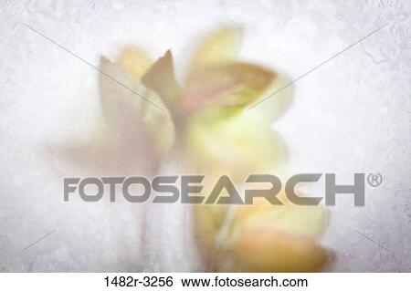 Hellibore blossom behind frosted glass View Large Photo Image Stock Photograph - Hellibore blossom behind frosted glass. Fotosearch