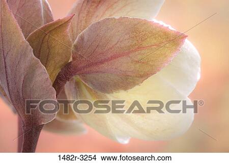 Hellibore blossom View Large Photo Image Picture - Hellibore blossom. Fotosearch