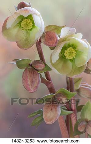 Hellibore blossoms View Large Photo Image Stock Image - Hellibore blossoms. Fotosearch
