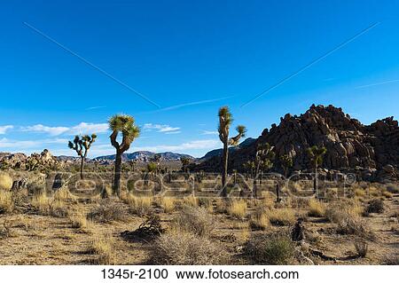 HUSA, California, Joshua Tree National Park, Hidden Valley, Joshua trees View Large Photo Image Stock Image - HUSA, California, Joshua Tree National Park, Hidden Valley, Joshua trees. Fotosearch