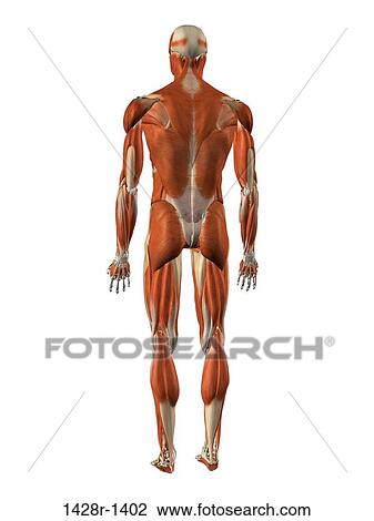Male Back Anatomy Anatomy Drawing Diagram