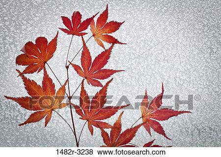 Stock Photo - Maple tree branch and snow covered window. Fotosearch
