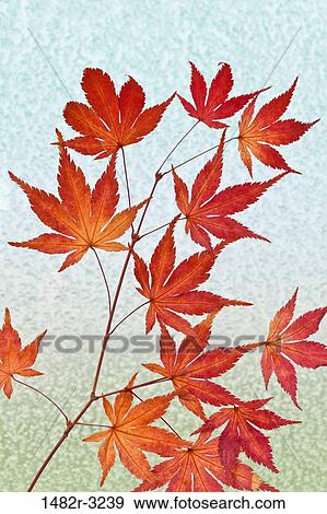 Stock Photo - Maple tree branch and snow covered window. Fotosearch
