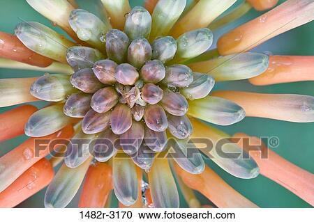 Stock Image - Mexico, Tecate, Rancho La Purerta, Aloe Blossom. Fotosearch