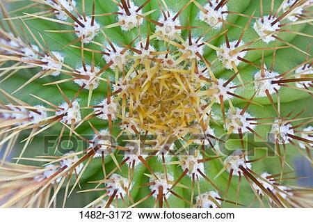 Mexico, Tecate, Rancho La Purerta, Catus detail View Large Photo Image Stock Image - Mexico, Tecate, Rancho La Purerta, Catus detail. Fotosearch