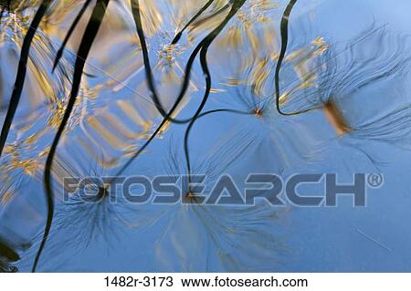 Mexico, Tecate, Rancho La Purerta, Reeds reflected in pond View Large Photo Image Stock Image - Mexico, Tecate, Rancho La Purerta, Reeds reflected in pond. Fotosearch