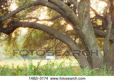 Picture - Mexico, Tecate, Rancho La Purerta, Tree at sunset. Fotosearch