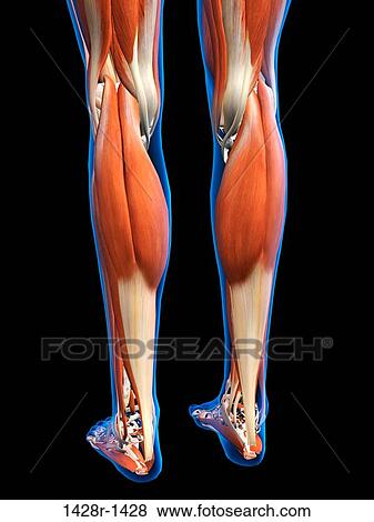 Rear View of Female legs and feet muscles anatomy in blue X-Ray outline. Full Color 3D computer generated illustration on Black Background View Large Photo Image Stock Photo - Rear View of Female legs and feet muscles anatomy in blue X-Ray outline. Full Color 3D computer generated illustration on Black Background. Fotosearch