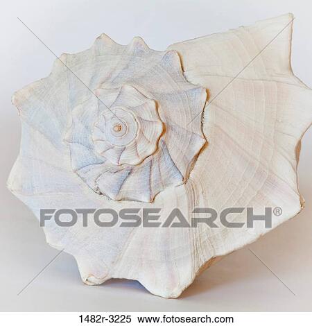 Sea Shell View Large Photo Image Stock Photography - Sea Shell. Fotosearch