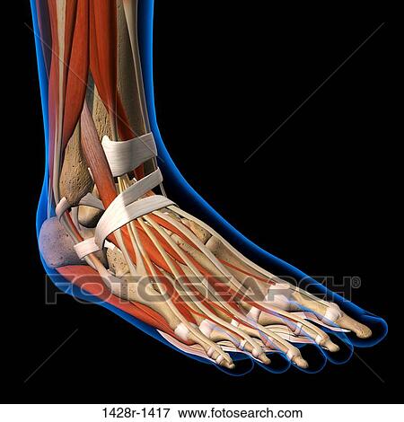 Stock Photo - Side View X-Ray of female ankle and foot bones, muscles and ligaments. Full Color 3D computer generated illustration on Black Background. Fotosearch