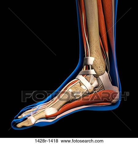 Stock Photo - Side View X-Ray of female ankle and foot bones, muscles and ligaments. Full Color 3D computer generated illustration on Black Background. Fotosearch